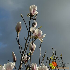 Magnolia soulangeana ST. 80 C. 