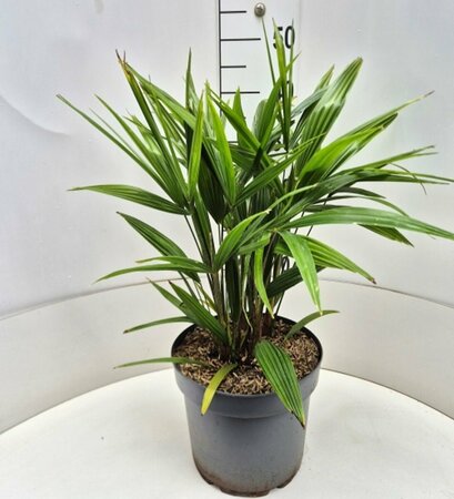 Trachycarpus fortunei ST. 40 C.  - afbeelding 3