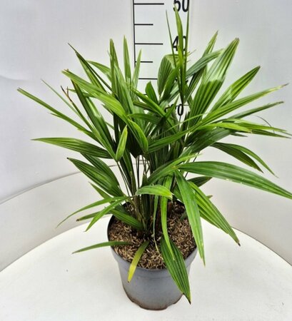 Trachycarpus fortunei ST. 40 C.  - afbeelding 4