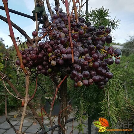 Vitis vinifera