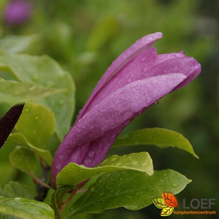 Magnolia 'Susan' - afbeelding 1