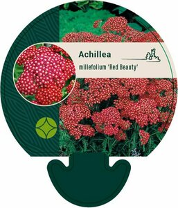 Quercus ilex 300/350 C. Meerstammig - afbeelding 2