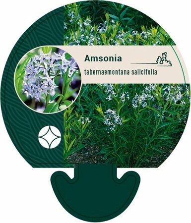 Amsonia tabernaemontana salicifolia P9