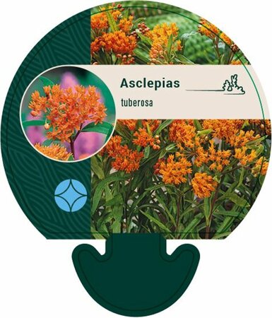 Asclepias tuberosa P9 - afbeelding 1