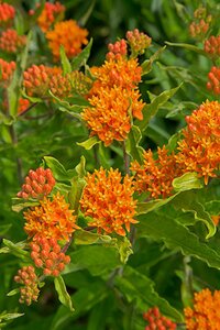 Asclepias tuberosa P9 - afbeelding 2