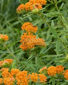 Asclepias tuberosa P9 - afbeelding 3