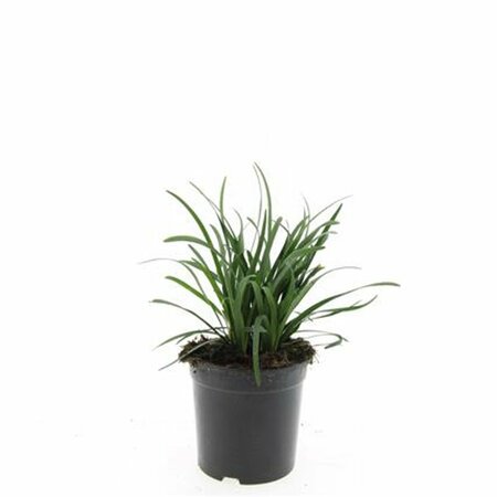 Liriope muscari 'Big Blue' C1.5 - afbeelding 14