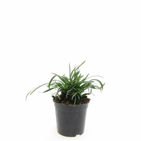 Liriope muscari 'Big Blue' C1.5 - afbeelding 13