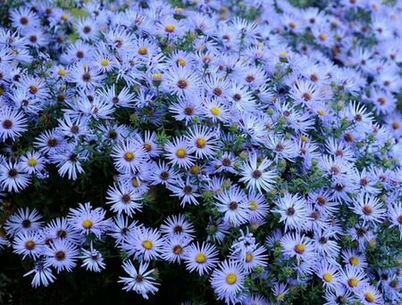 Aster oblong. 'October Skies' P9