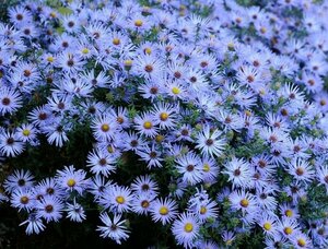 Aster oblong. 'October Skies' P9