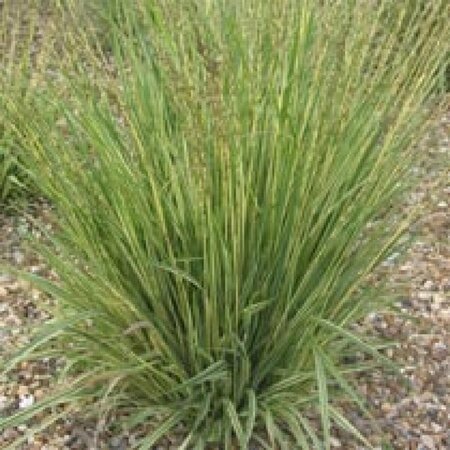 Molinia caerulea P9 - afbeelding 1