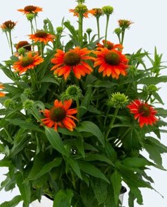 Echinacea purpurea 'Lakota Orange' P9 - afbeelding 3