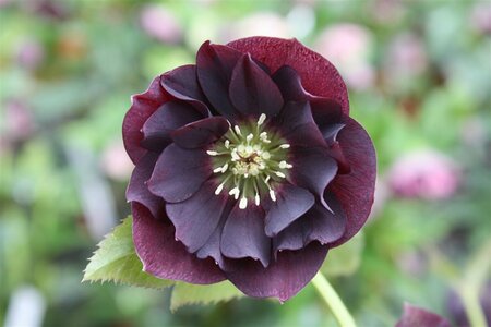 Helleborus orientalis 'Double Ellen Purple' P9 - afbeelding 1