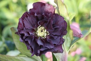 Helleborus orientalis 'Double Ellen Purple' P9 - afbeelding 2