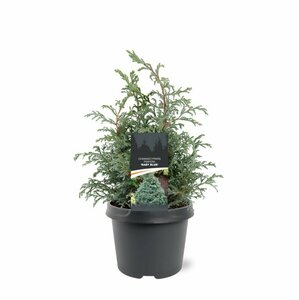Chamaecyparis pisifera 'Baby Blue' 25/30 C.