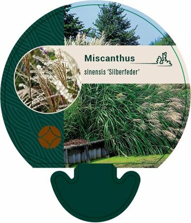 Miscanthus sinensis 'Silberfeder' C2 - afbeelding 6