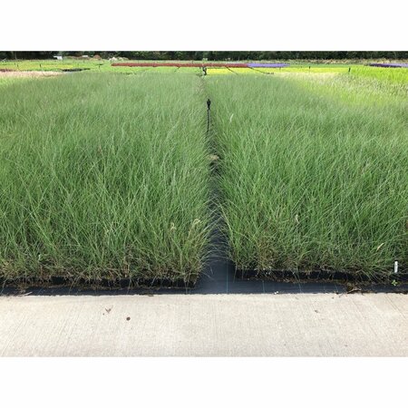 Miscanthus sinensis 'Silberfeder' C2 - afbeelding 8