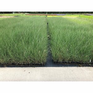 Miscanthus sinensis 'Silberfeder' C2 - afbeelding 8