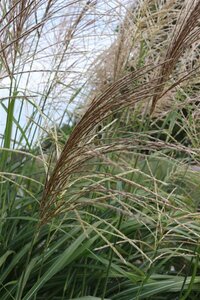 Miscanthus sinensis 'Silberfeder' C2 - afbeelding 4