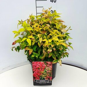 Nandina domestica 'Firepower'