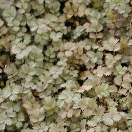 Acaena microphylla P9 - afbeelding 3
