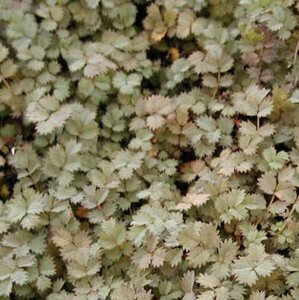 Acaena microphylla P9 - afbeelding 3