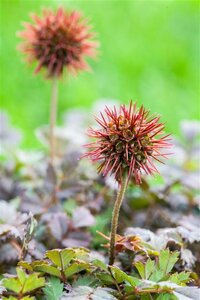 Acaena microphylla P9