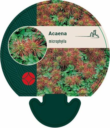 Acaena microphylla P9 - afbeelding 4
