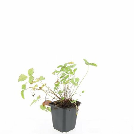 Fragaria vesca P9 - afbeelding 4