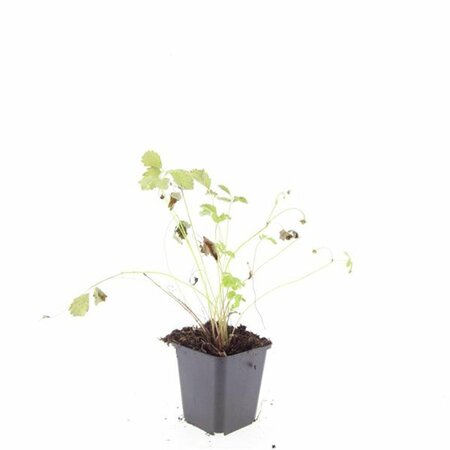Fragaria vesca P9 - afbeelding 5
