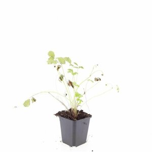Fragaria vesca P9 - afbeelding 5