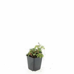 Fragaria vesca P9 - afbeelding 6
