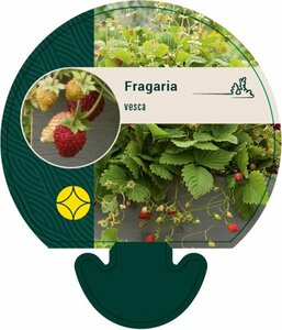 Fragaria vesca P9 - afbeelding 3