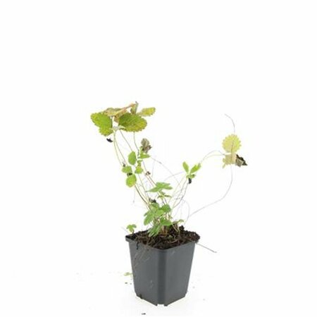 Fragaria vesca P9 - afbeelding 7