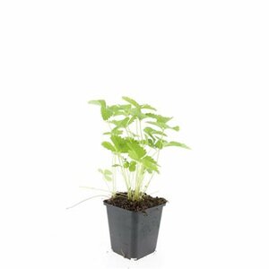 Fragaria vesca P9 - afbeelding 8