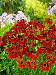 Helenium 'Moerheim Beauty' C2 - afbeelding 2