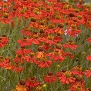 Helenium 'Moerheim Beauty' C2 - afbeelding 7