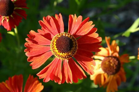 Helenium 'Moerheim Beauty' C2 - afbeelding 6