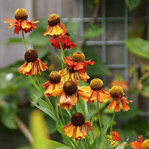 Helenium 'Moerheim Beauty' C2 - afbeelding 8