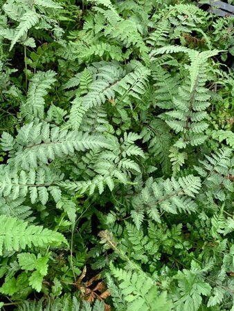 Athyrium niponicum 'Metallicum' C2 - afbeelding 2