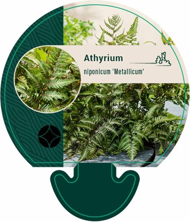 Athyrium niponicum 'Metallicum' C2 - afbeelding 3
