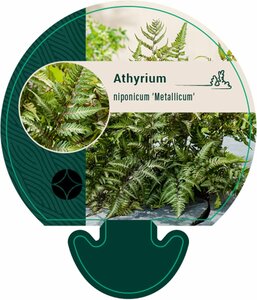 Athyrium niponicum 'Metallicum' C2 - afbeelding 3