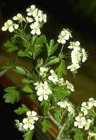Crataegus monogyna 10-12 C. HO. - afbeelding 1