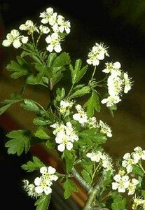 Crataegus monogyna 10-12 C. HO.