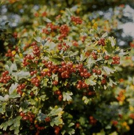 Crataegus monogyna 10-12 C. HO. - afbeelding 2