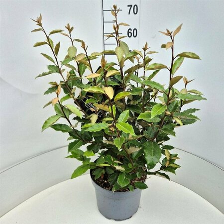 Elaeagnus ebbingei 'Compacta' ST. 200 8-10 C. Lei - afbeelding 2