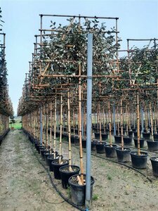 Elaeagnus ebbingei 'Compacta' ST. 200 8-10 C. Lei - afbeelding 6