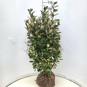 Elaeagnus ebbingei 'Compacta' ST. 200 8-10 C. Lei - afbeelding 10