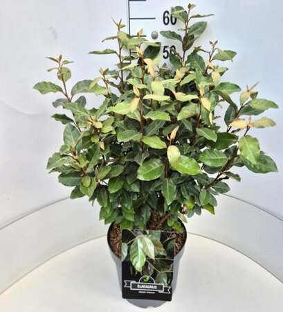Elaeagnus ebbingei 'Compacta' ST. 200 8-10 C. Lei - afbeelding 3
