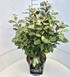 Elaeagnus ebbingei 'Compacta' ST. 200 8-10 C. Lei - afbeelding 3